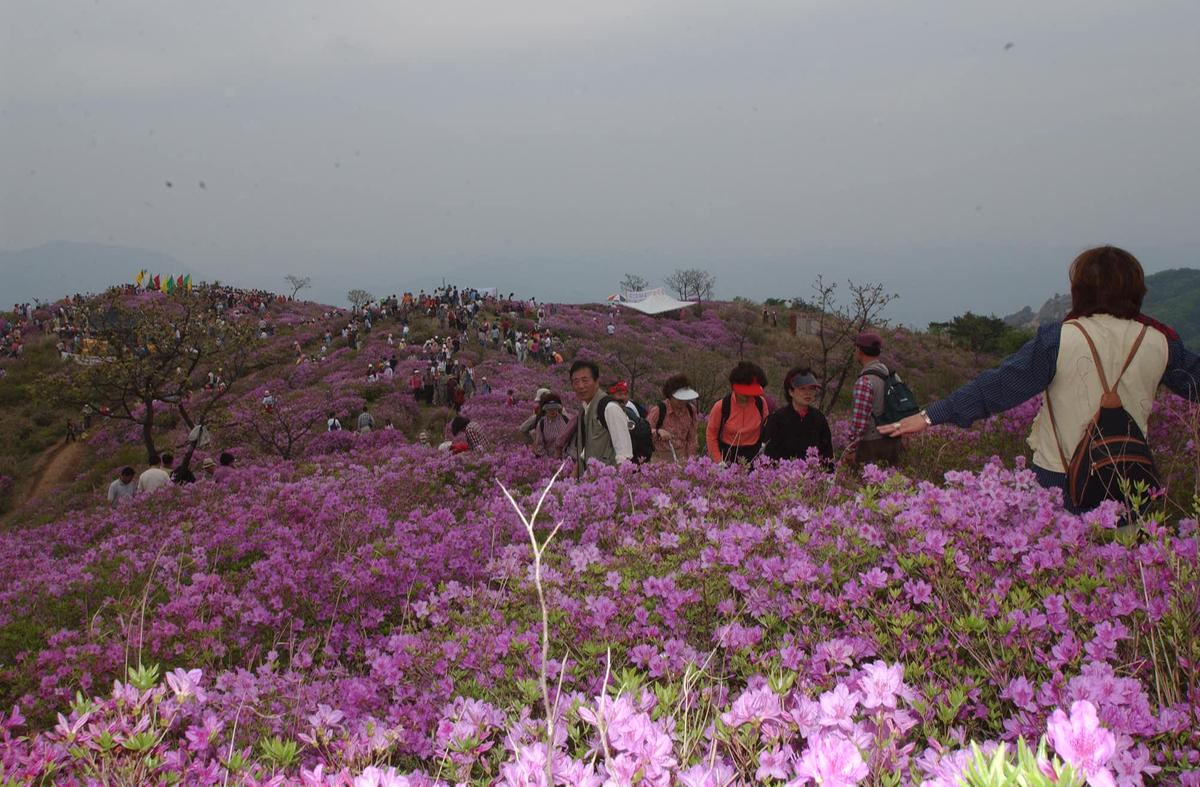 2003년 황매산철쭉제3