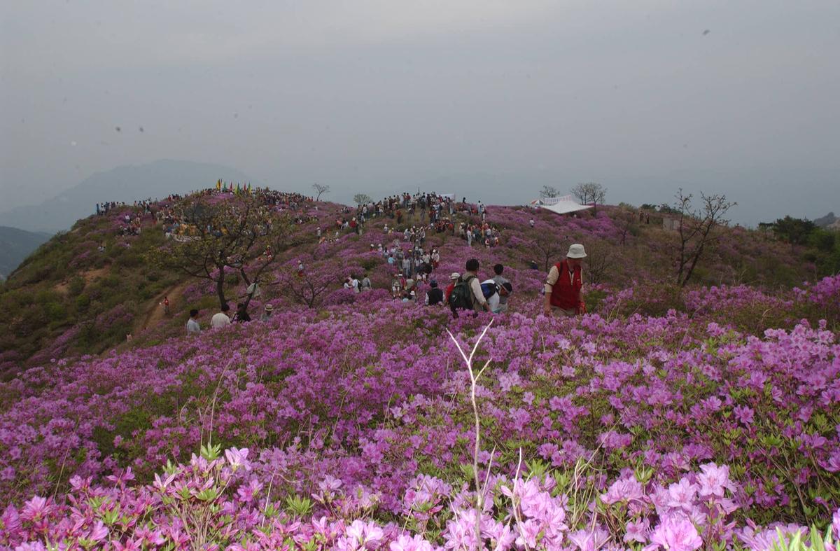 2003년 황매산철쭉제4