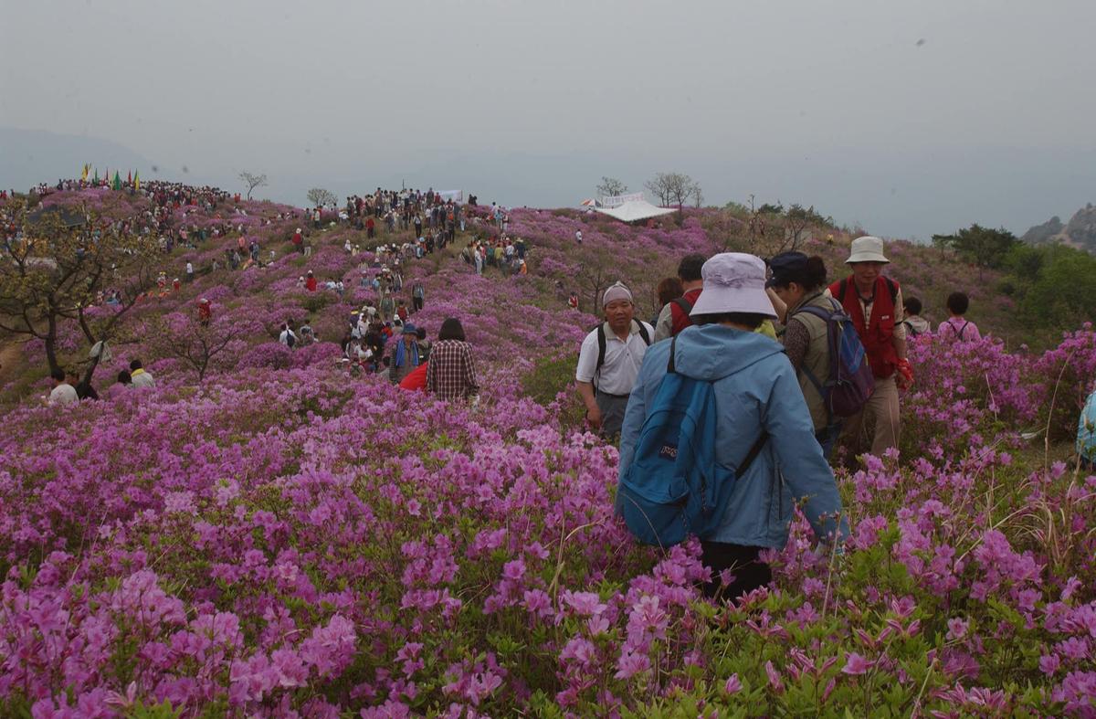 2003년 황매산철쭉제5
