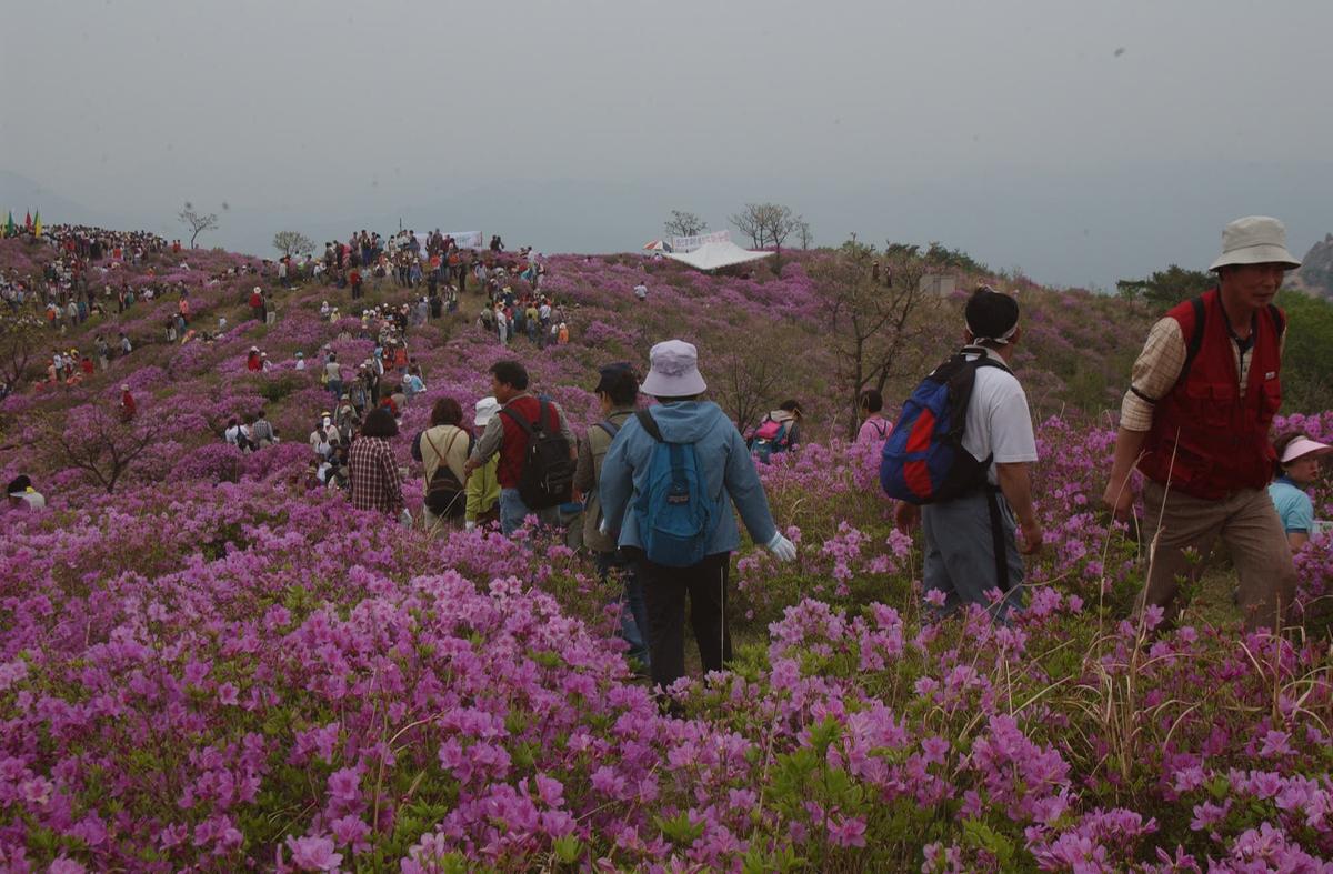 2003년 황매산철쭉제6