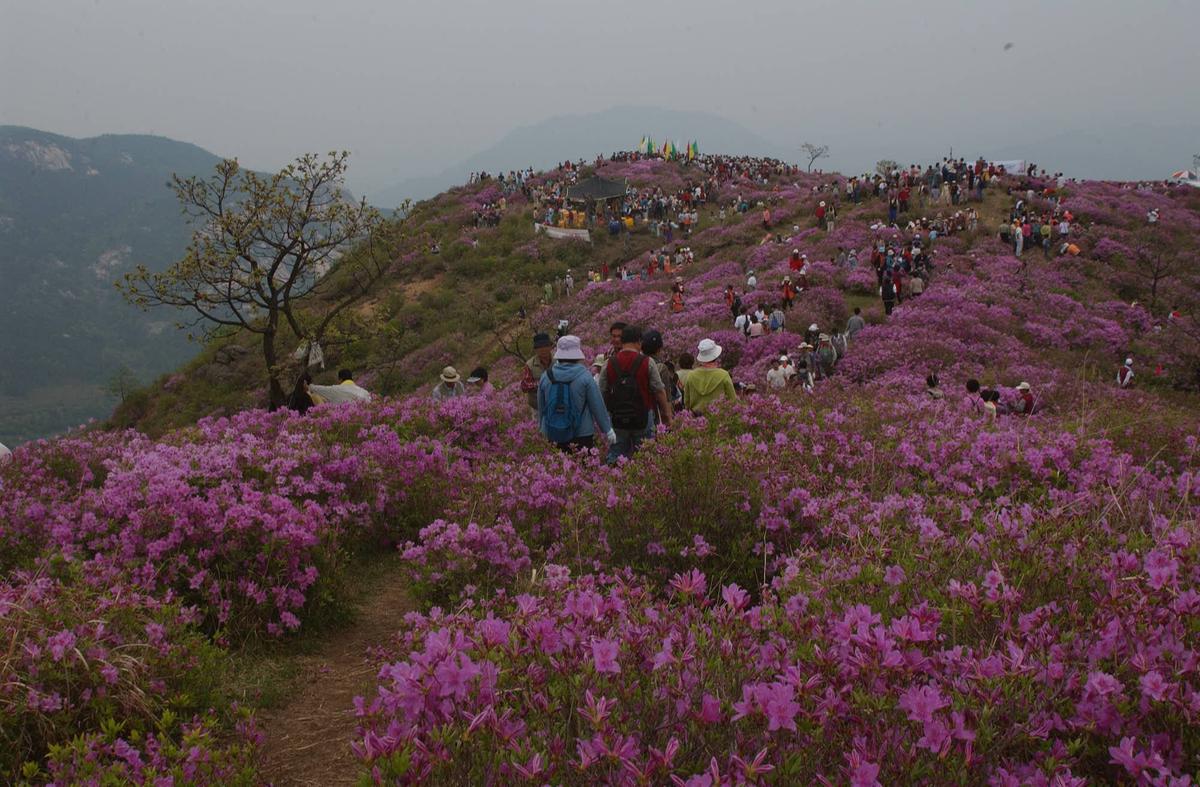 2003년 황매산철쭉제7