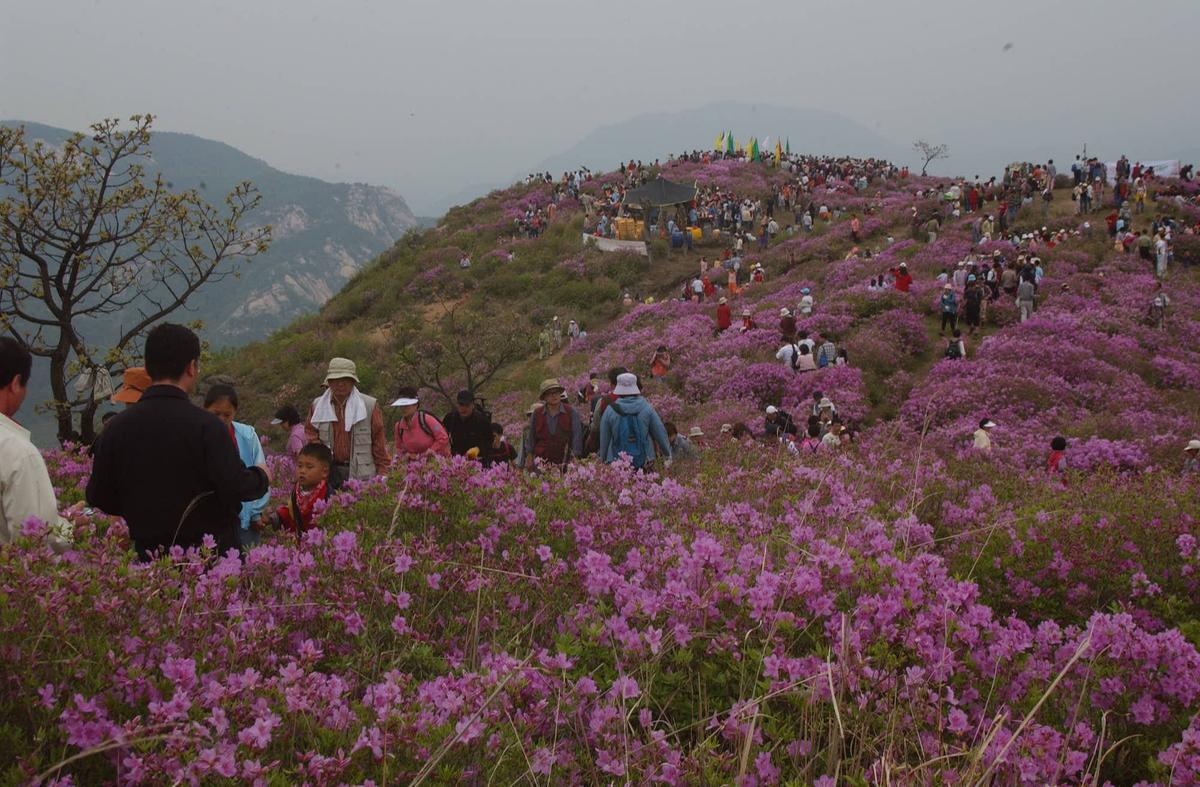 2003년 황매산철쭉제8