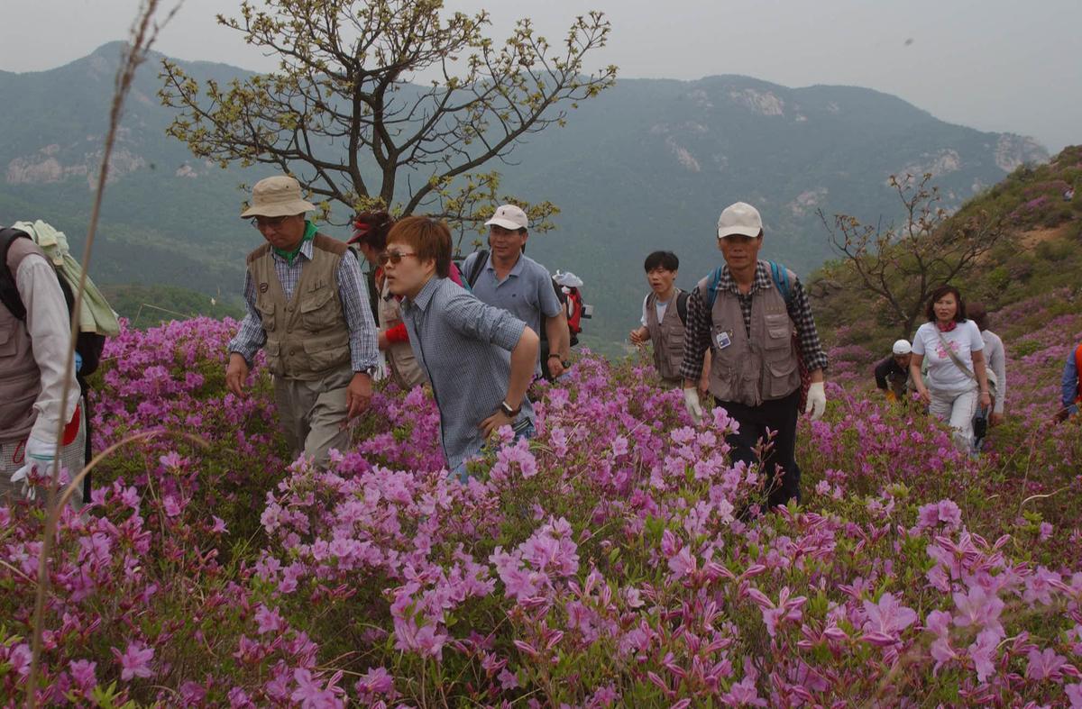 2003년 황매산철쭉제9
