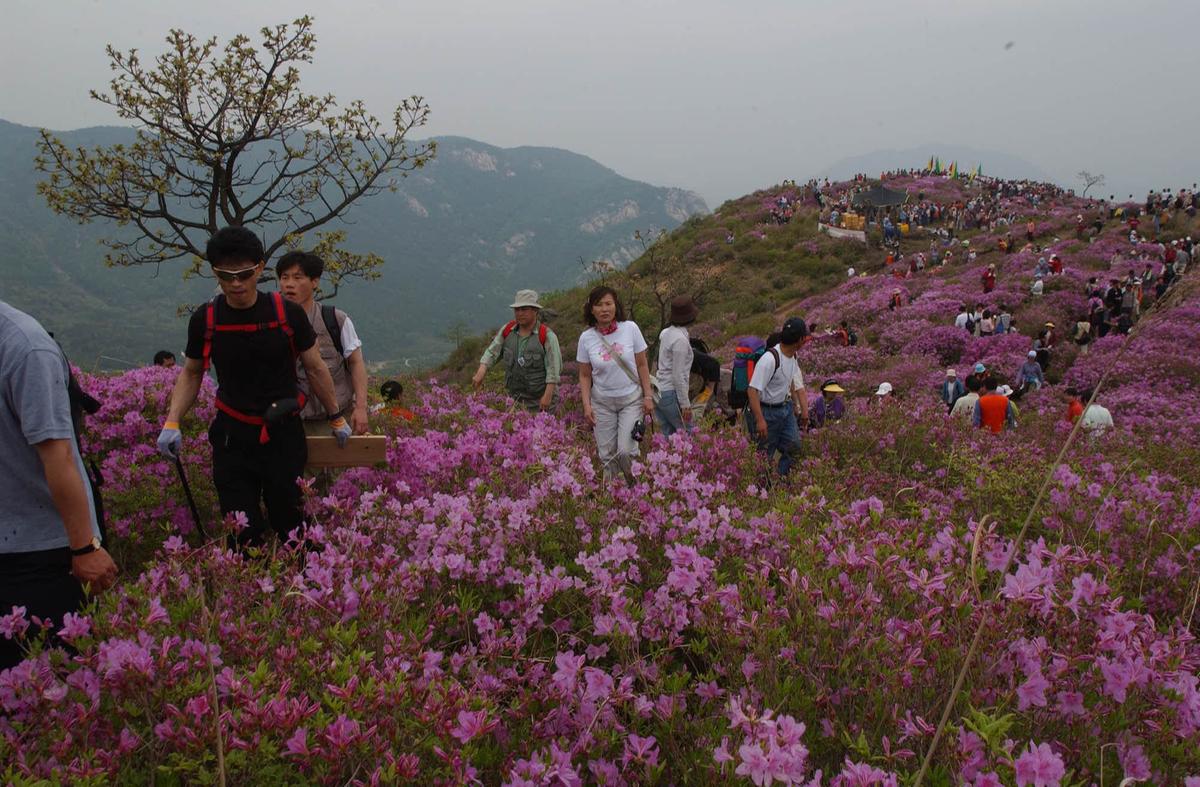 2003년 황매산철쭉제10