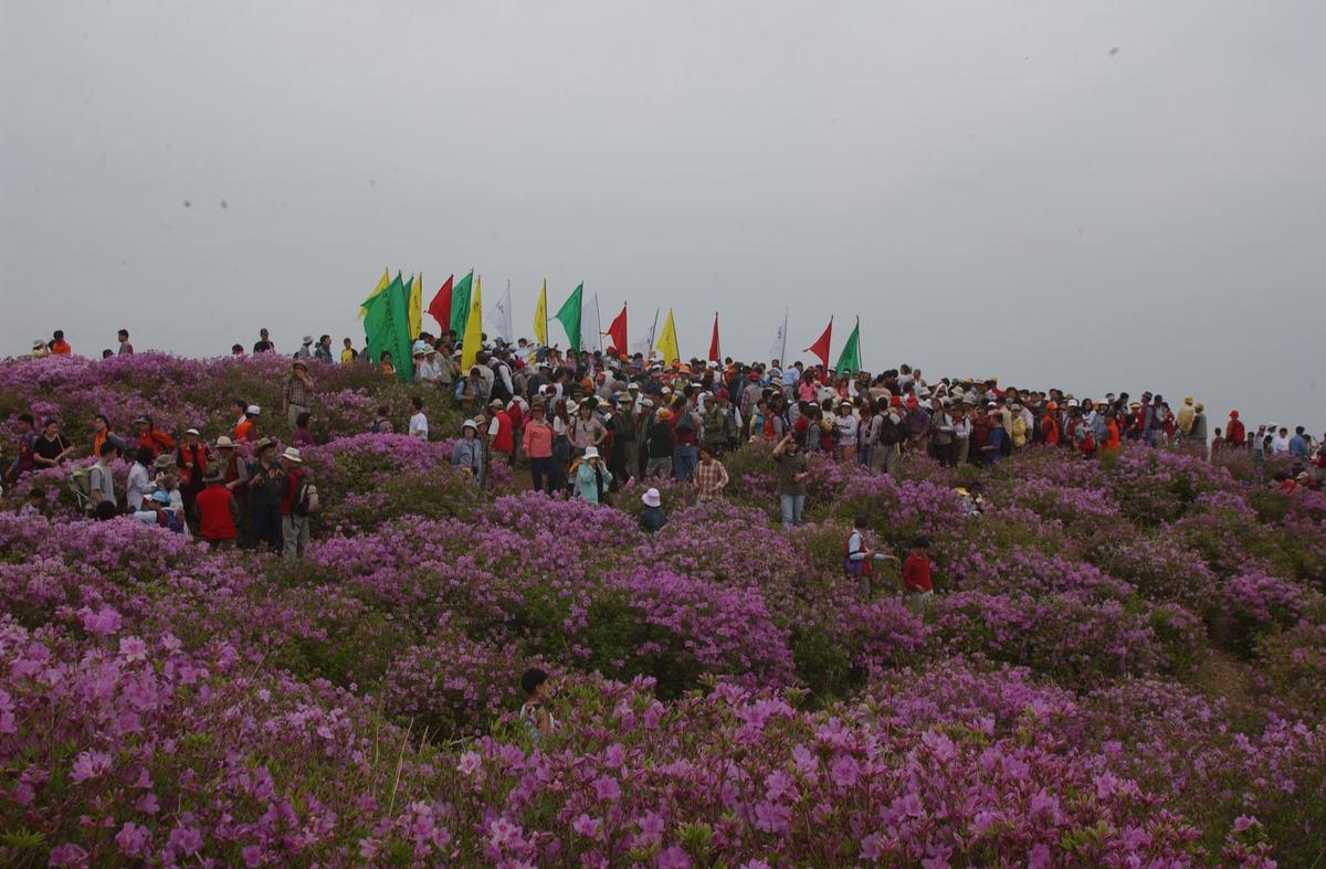 2003년 황매산철쭉제14
