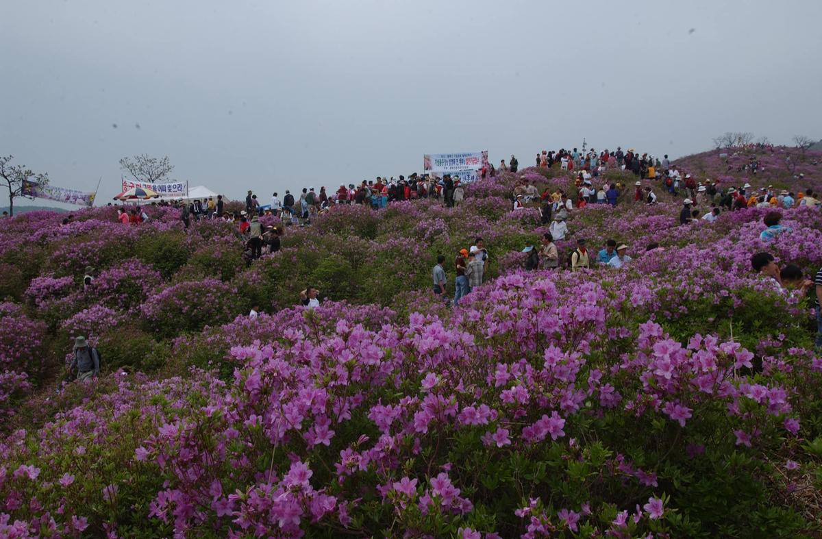 2003년 황매산철쭉제25