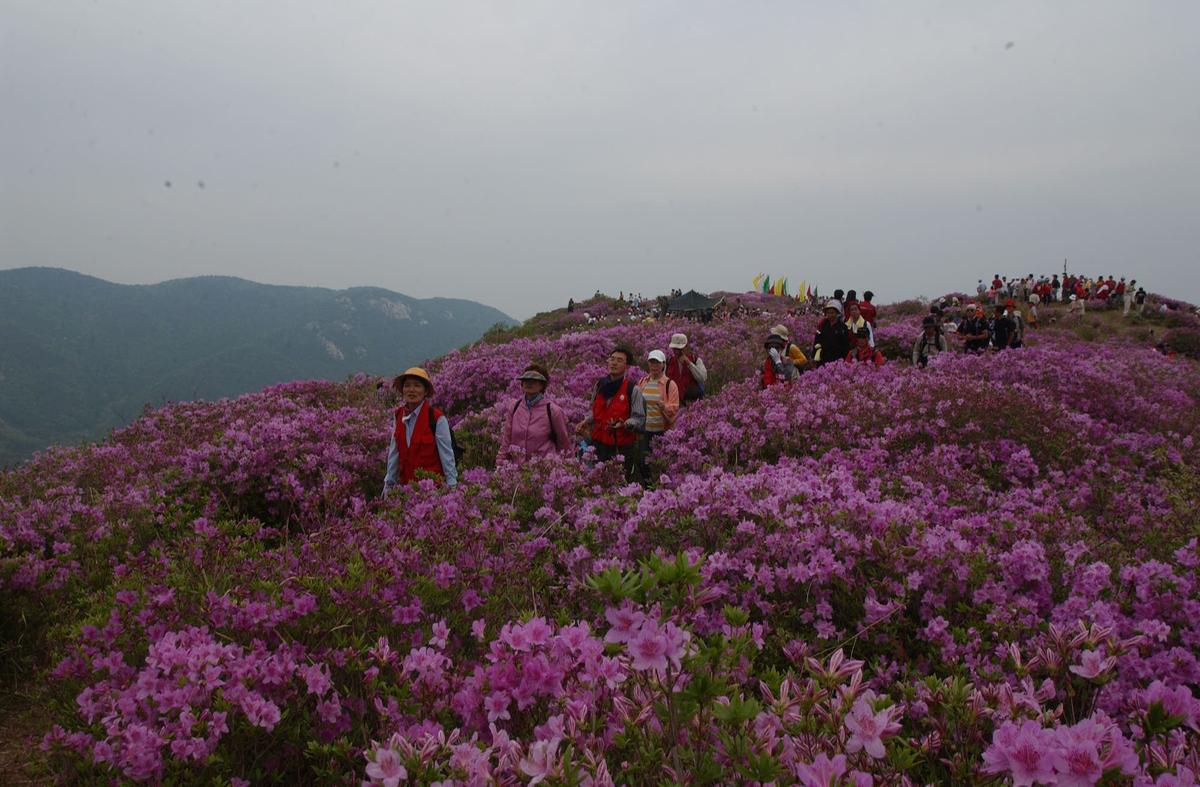 2003년 황매산철쭉제27