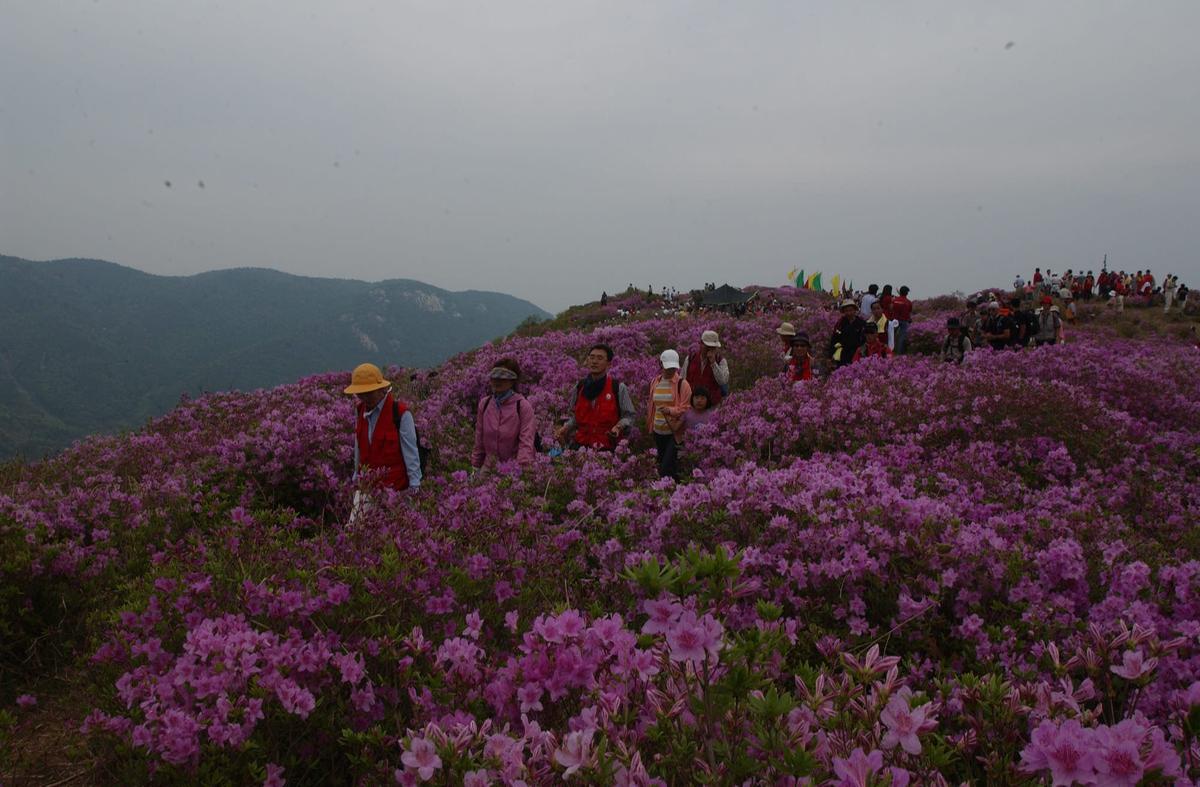 2003년 황매산철쭉제28