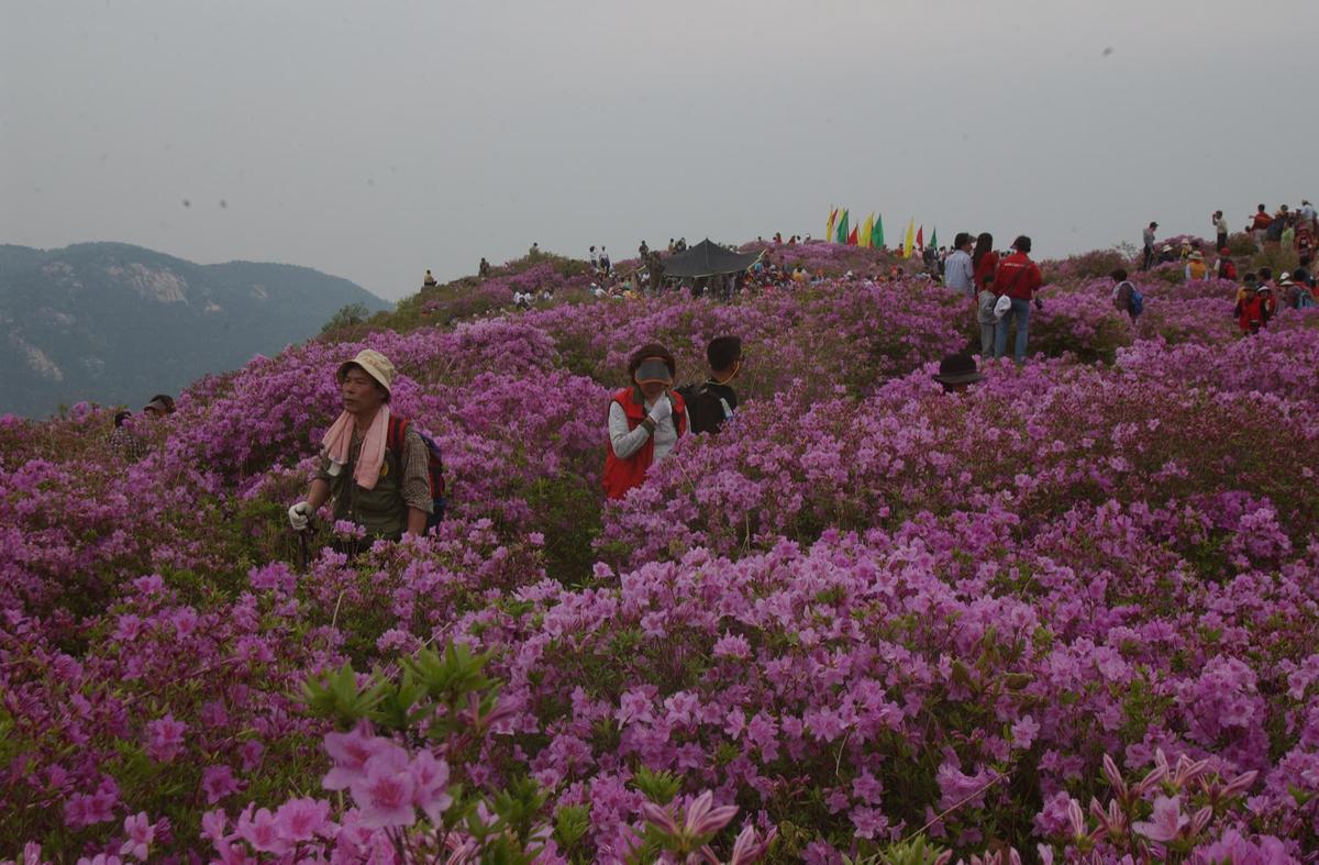 2003년 황매산철쭉제29