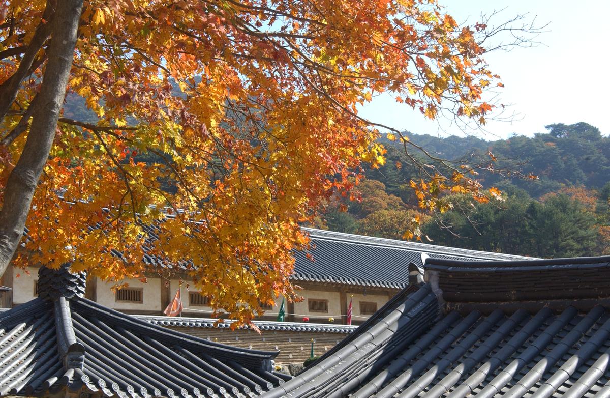 해인사단풍(2)17