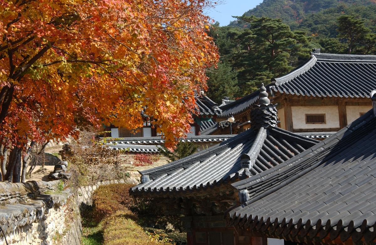 해인사단풍(2)18