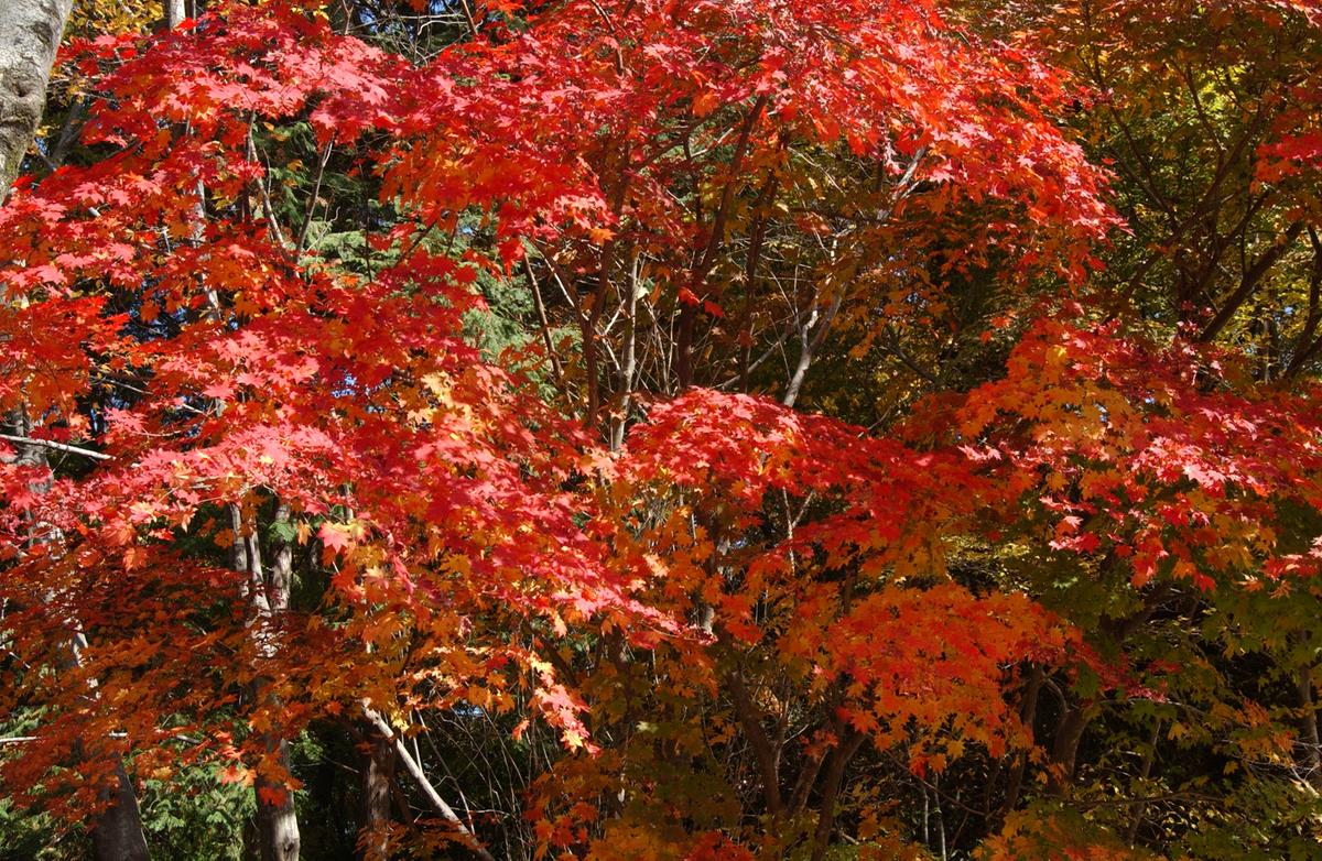 해인사단풍(2)23