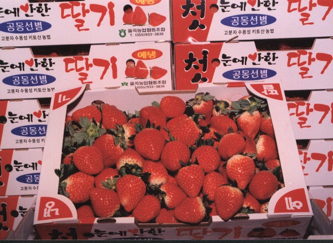 합천율곡첫눈에반한딸기
