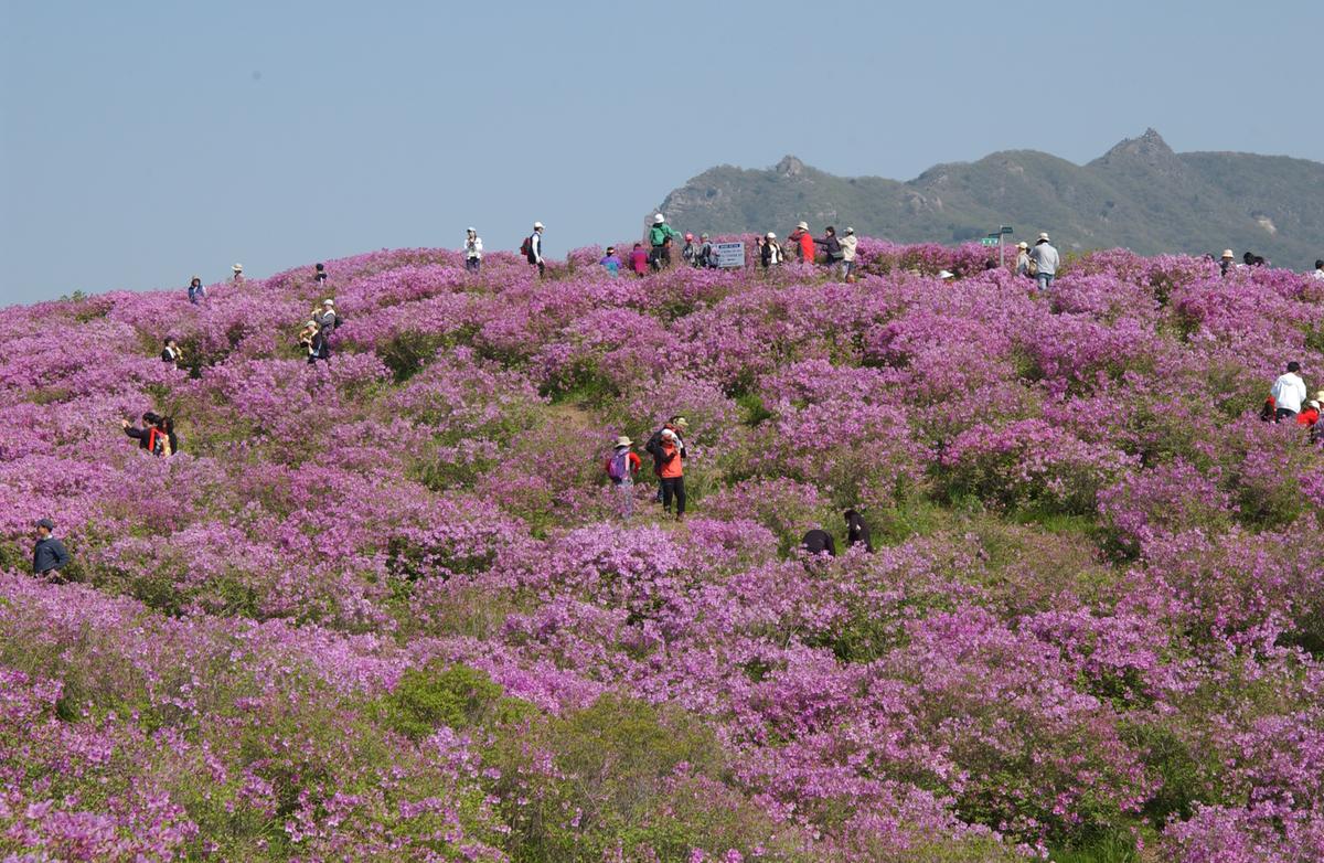 황매산철죽축제