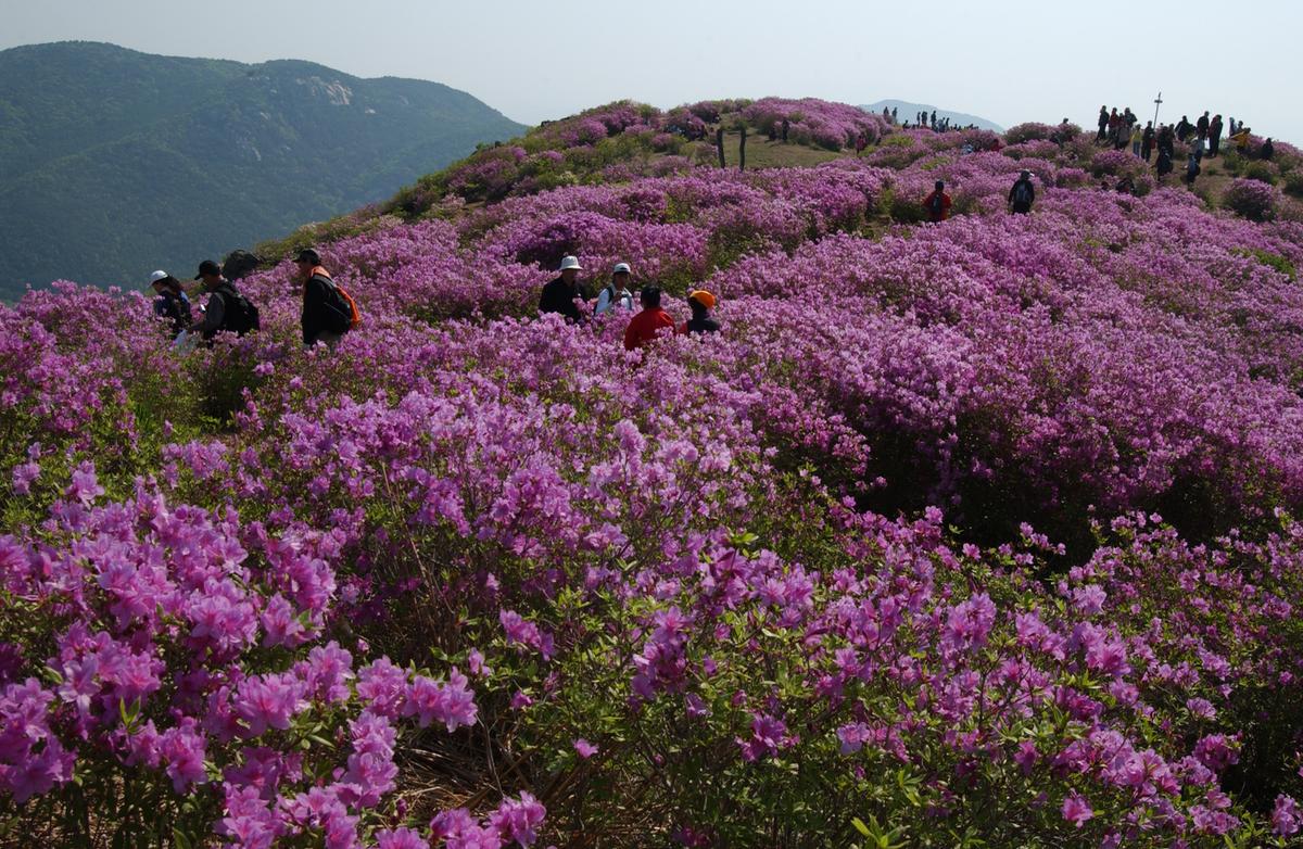 황매산철죽축제