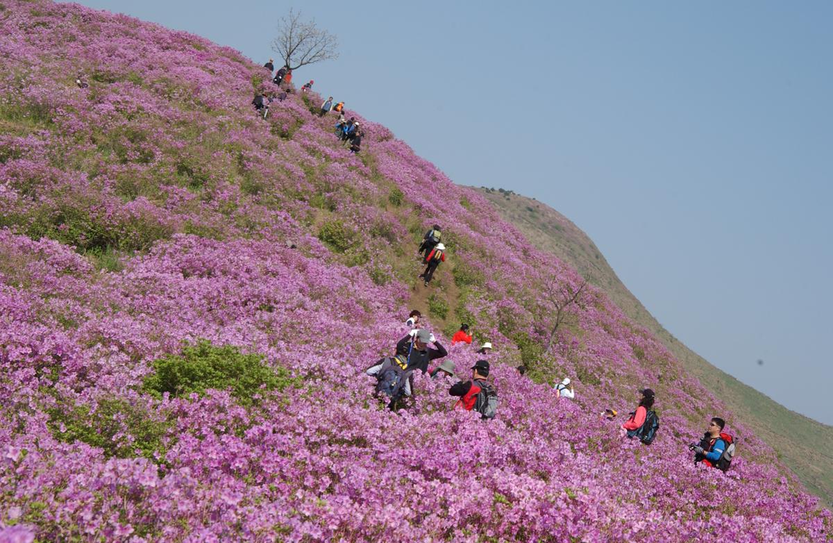 황매산철죽축제