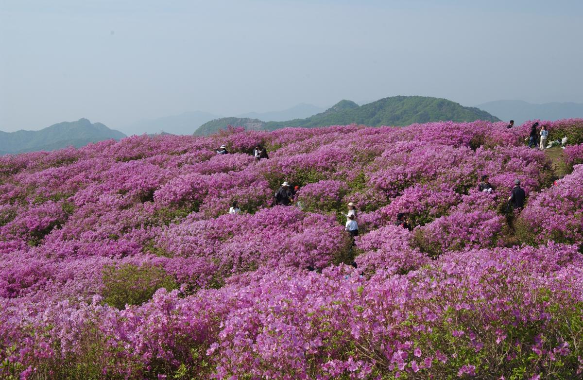 황매산철죽축제