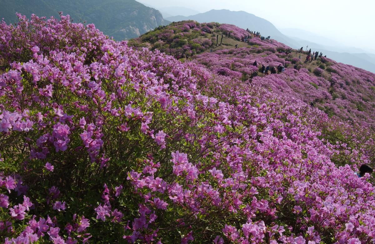 황매산철죽축제