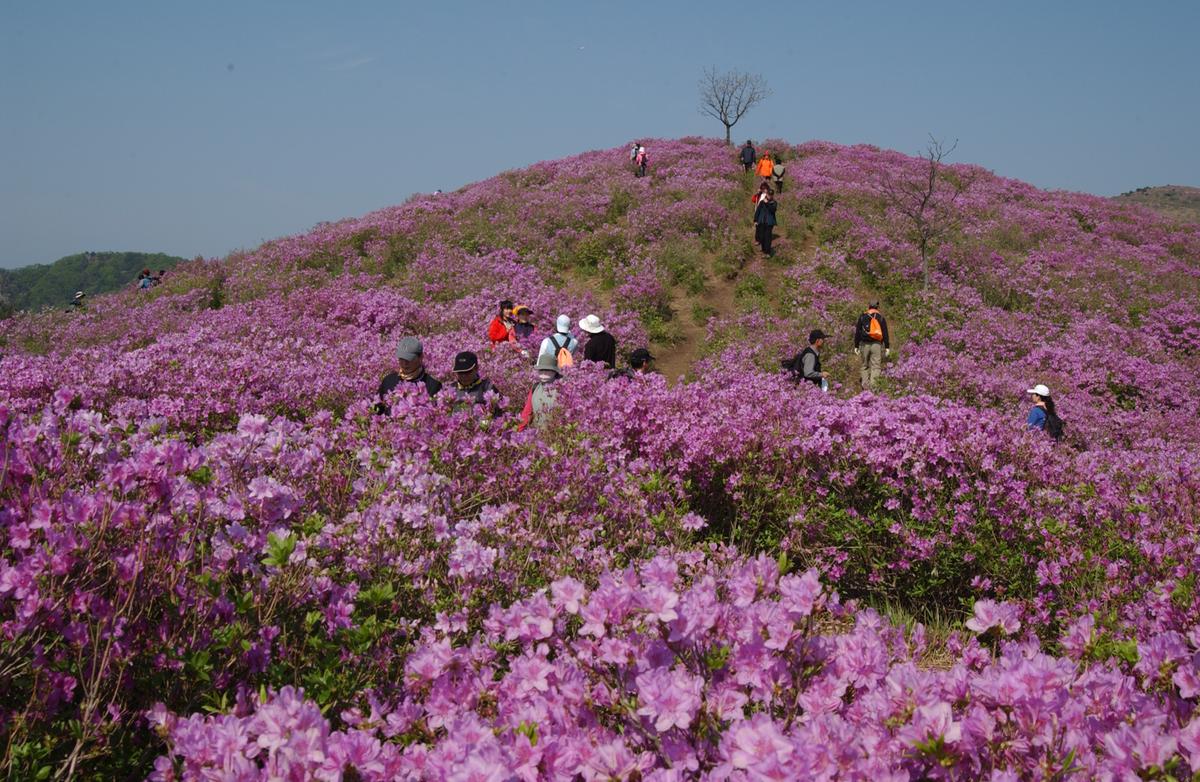 황매산철죽축제