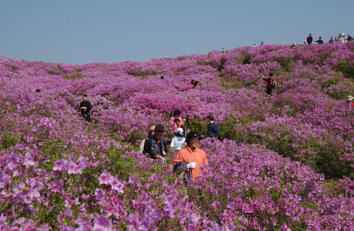 황매산철죽축제