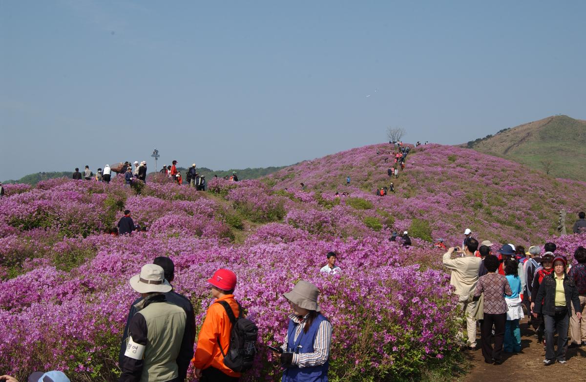 황매산철죽축제