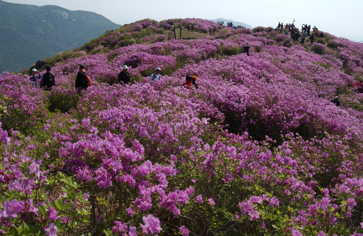 황매산철죽축제