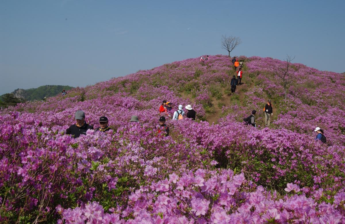 황매산철죽축제