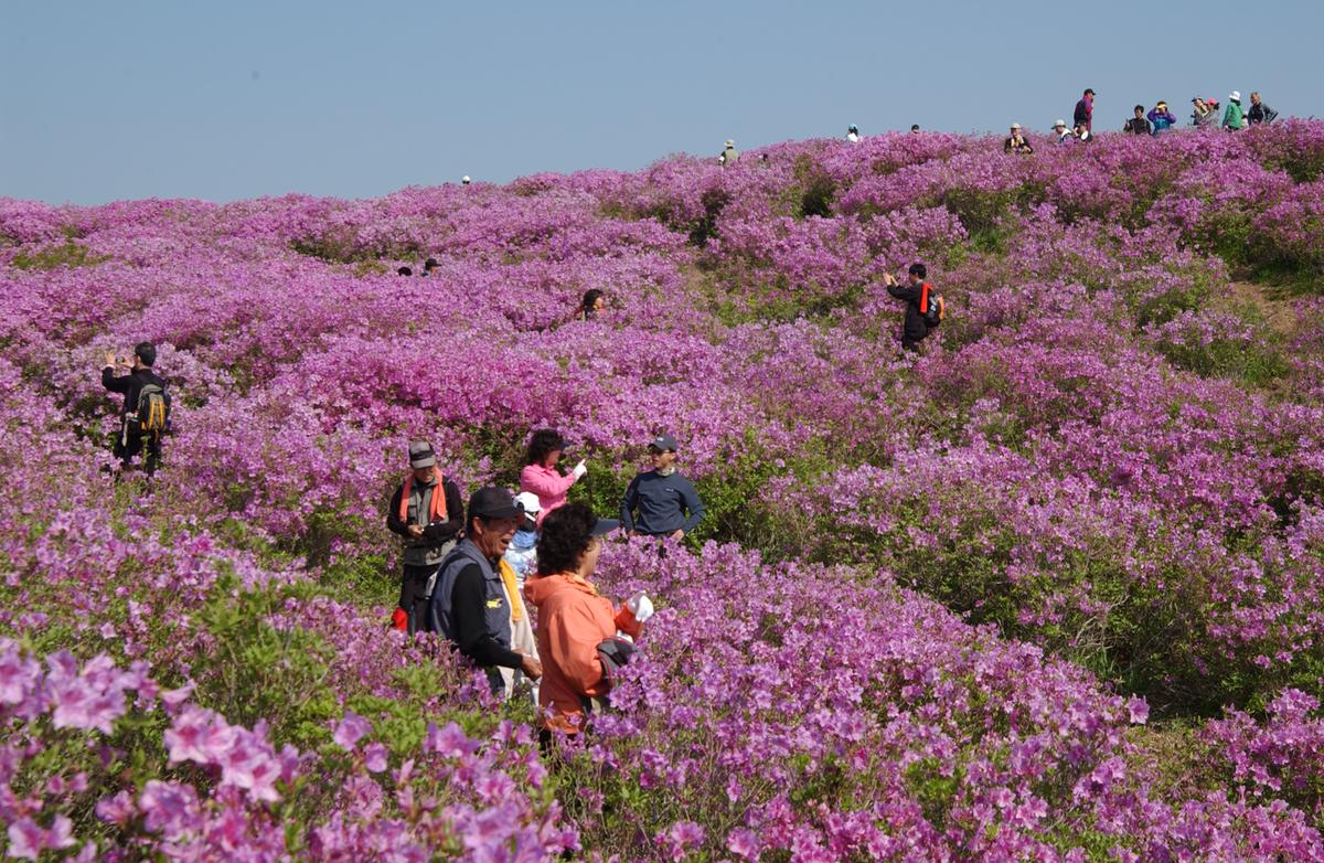 황매산철죽축제