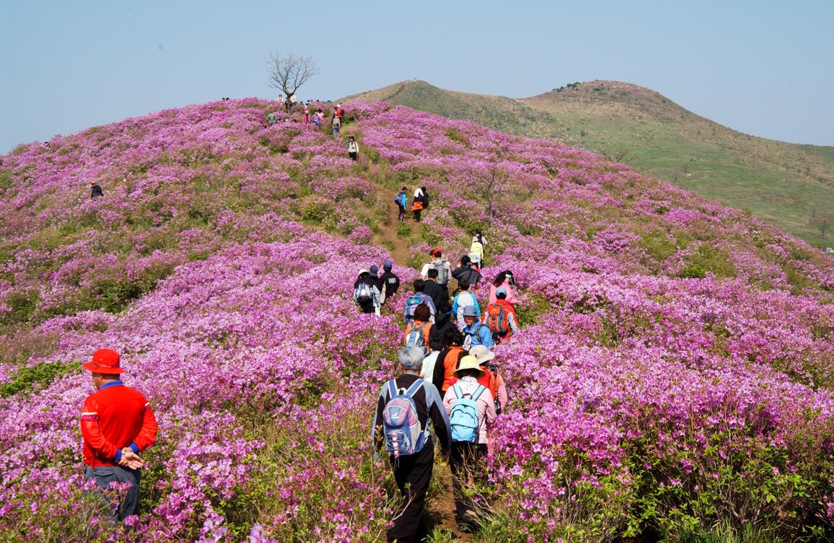 황매산철죽축제