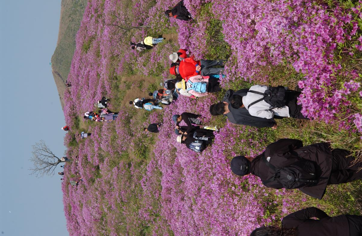 황매산철죽축제