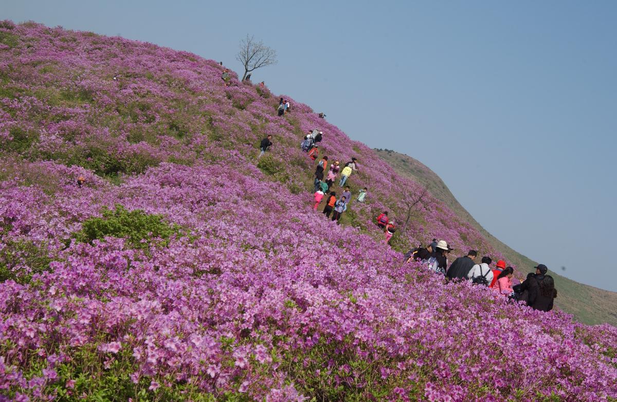 황매산철죽축제