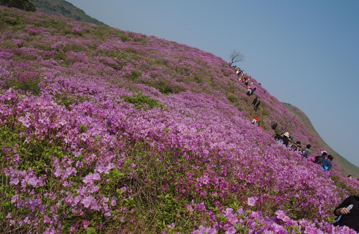 황매산철죽축제