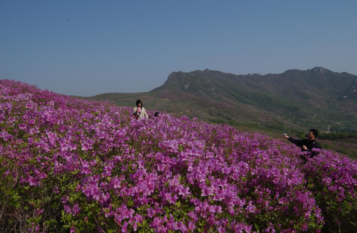 황매산철죽축제
