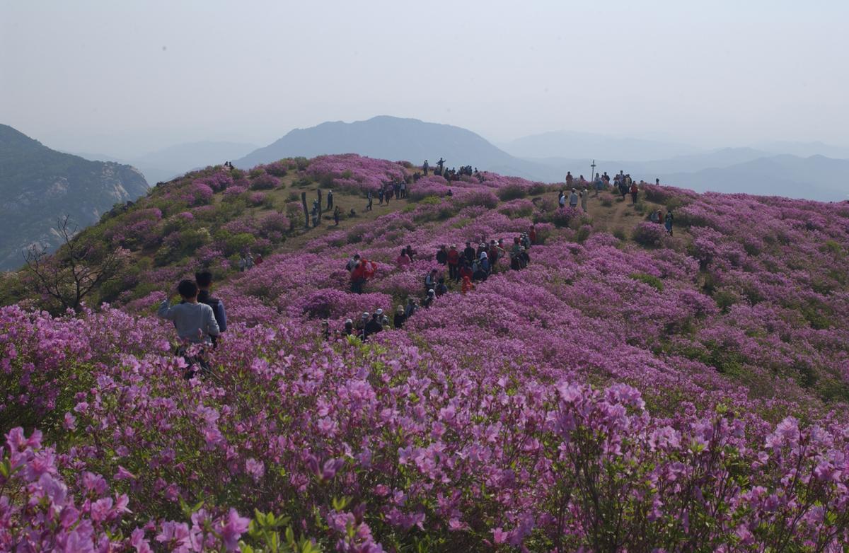 황매산철죽축제
