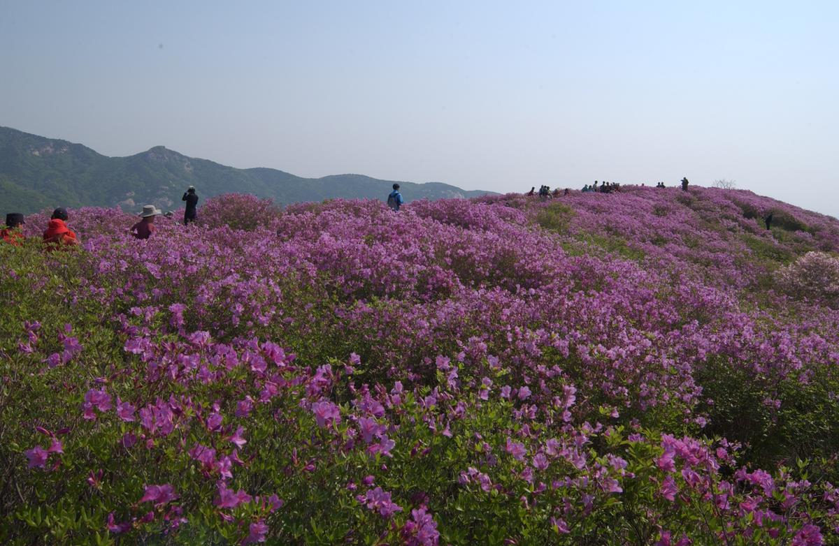 황매산철죽축제