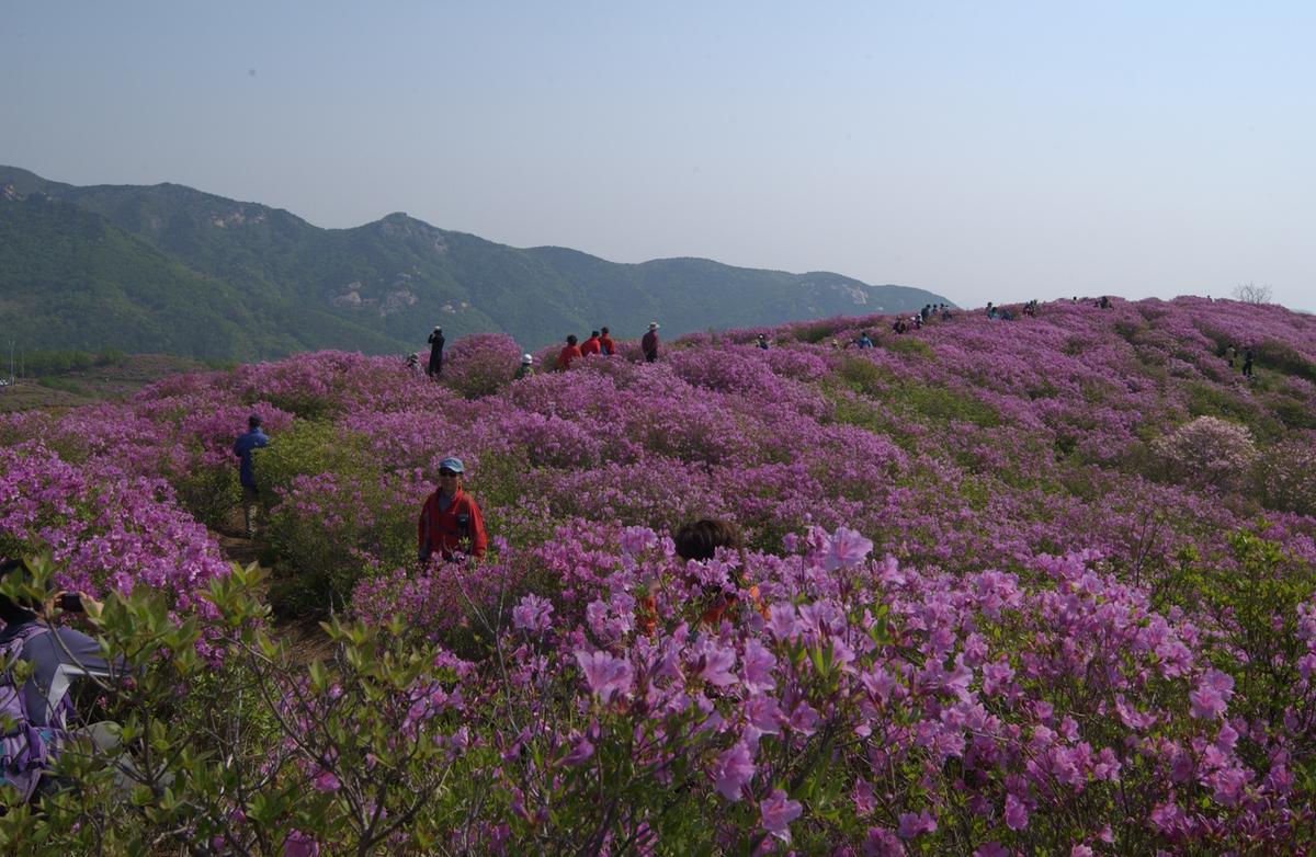 황매산철죽축제