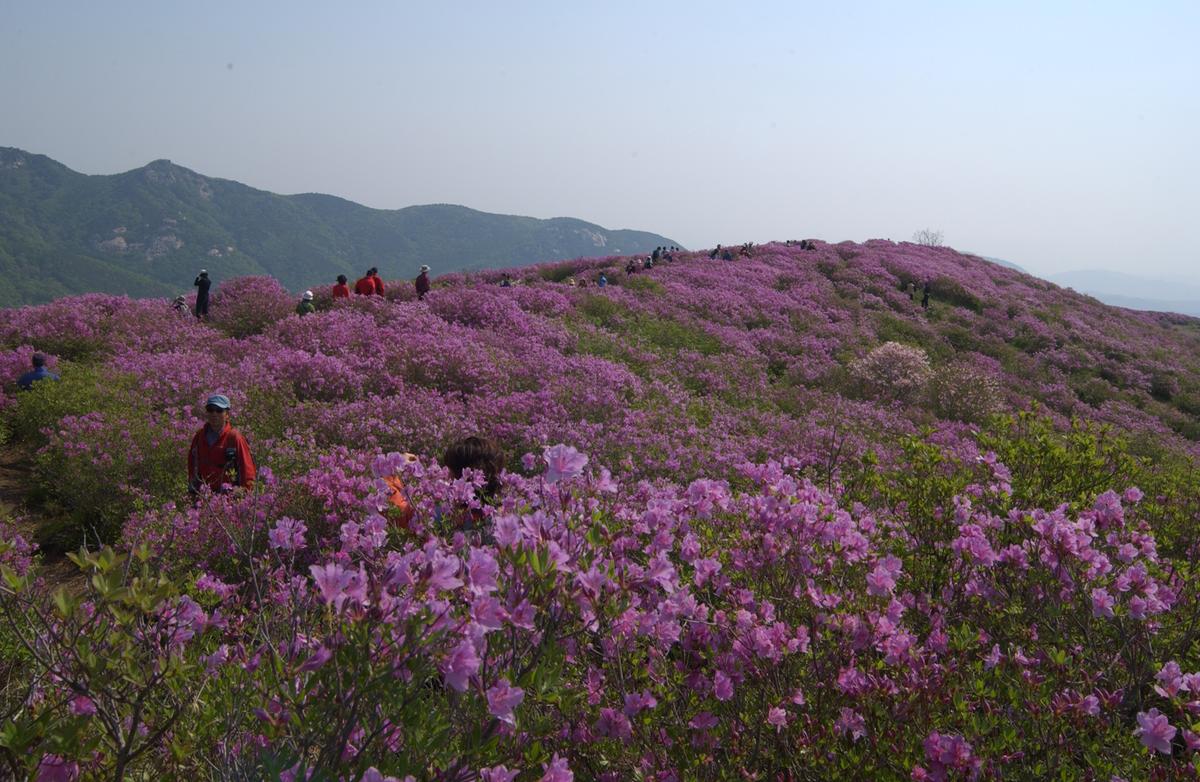 황매산철죽축제