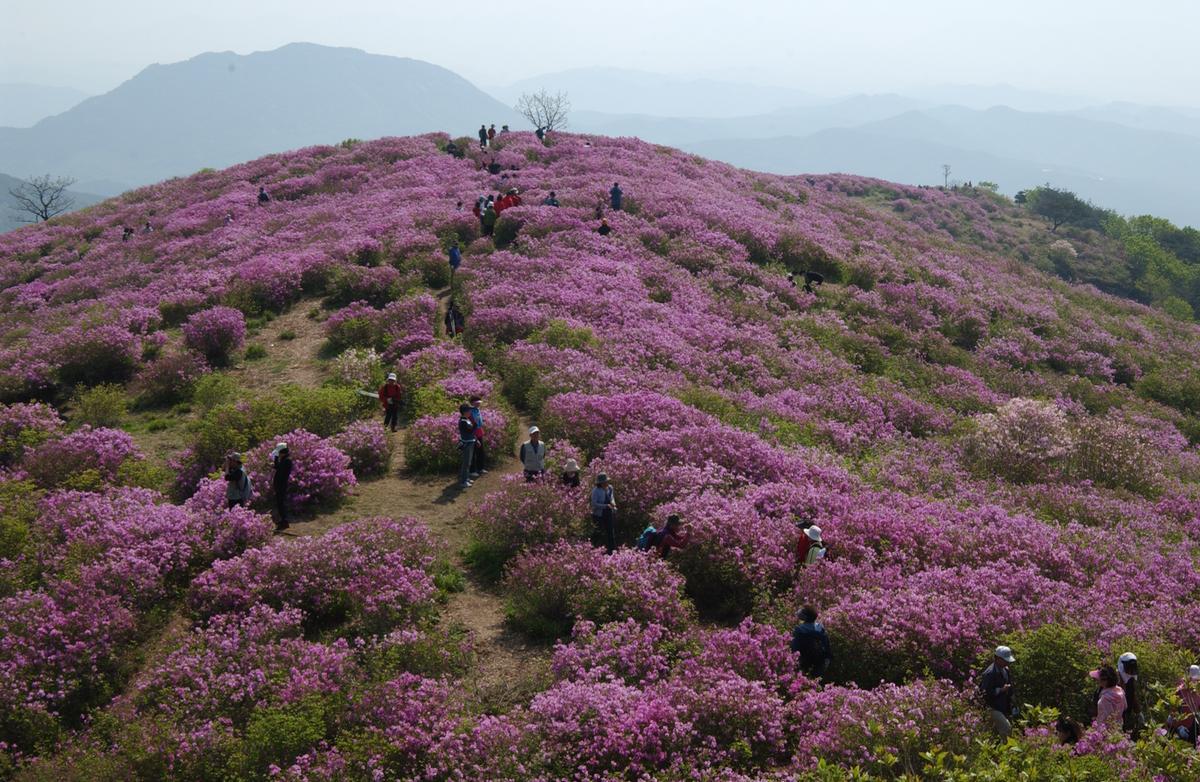 황매산철죽축제