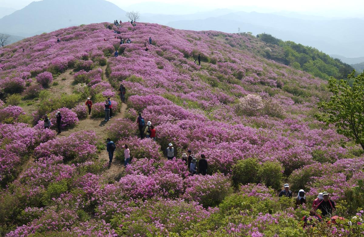 황매산철죽축제