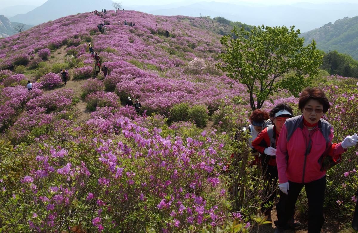 황매산철죽축제