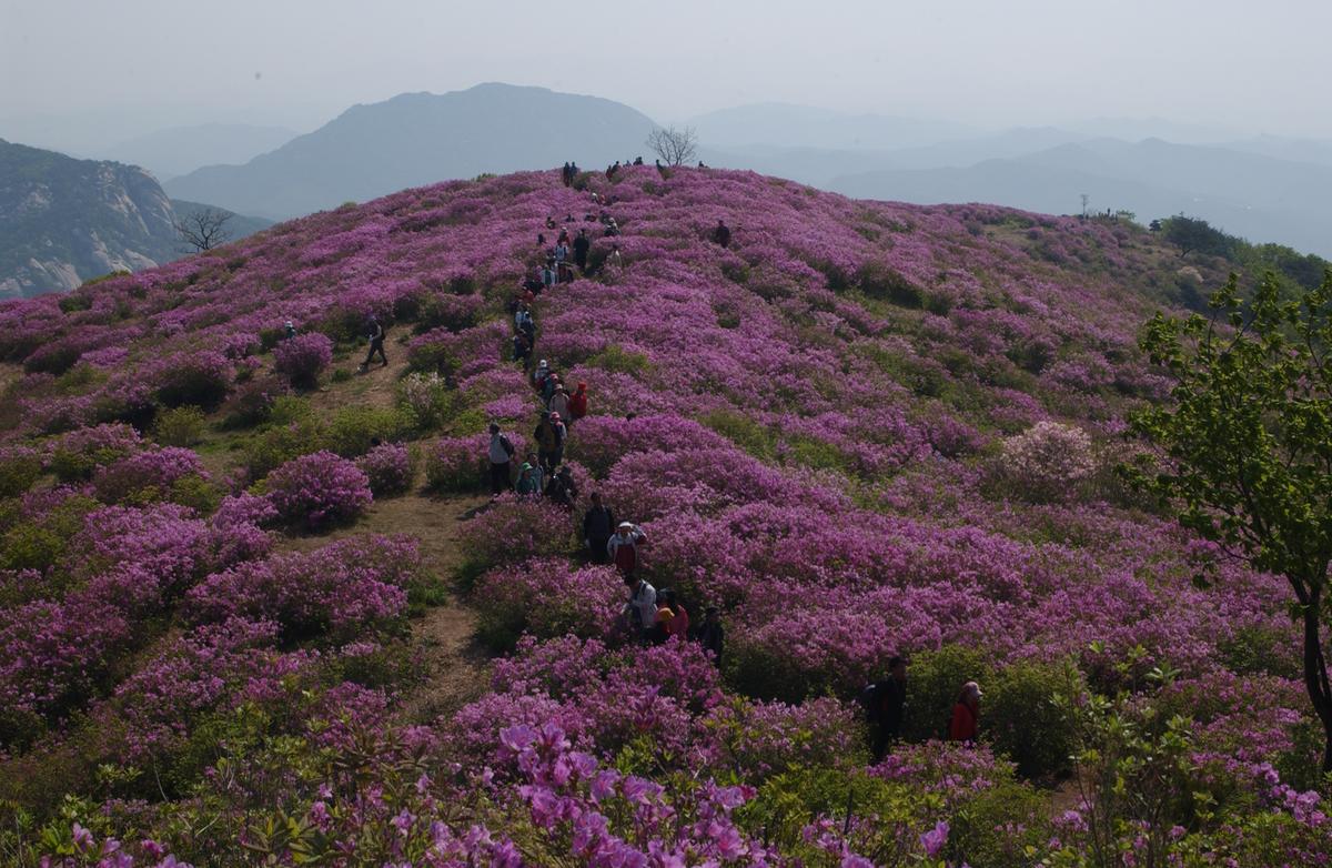 황매산철죽축제