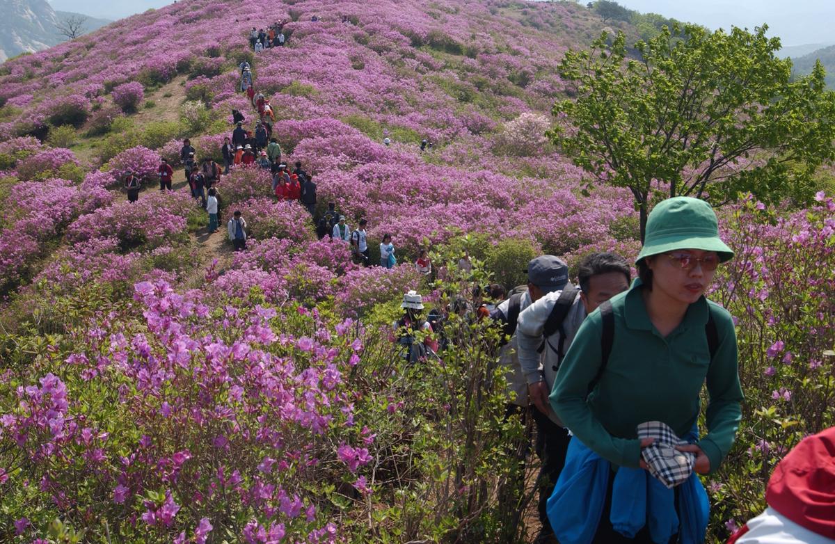 황매산철죽축제