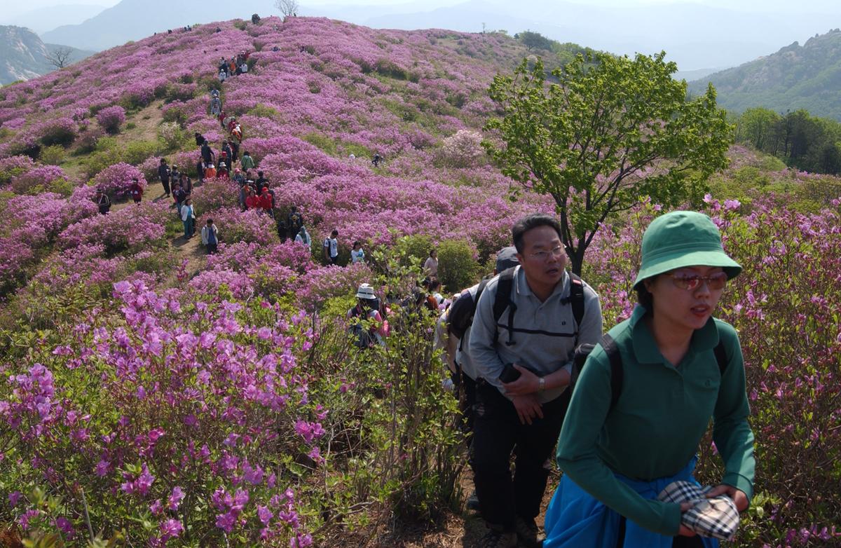황매산철죽축제