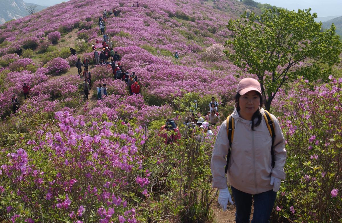 황매산철죽축제