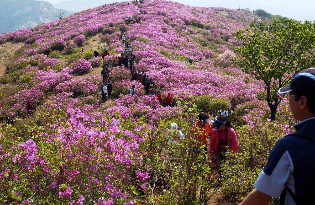 황매산철죽축제