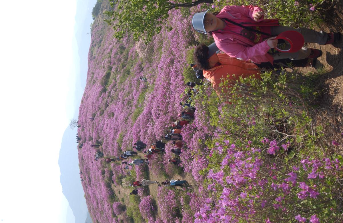 황매산철죽축제