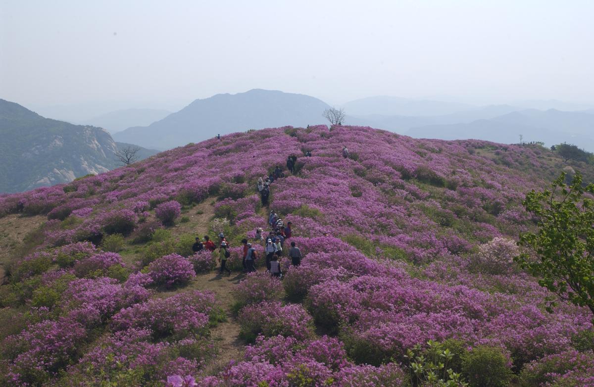 황매산철죽축제