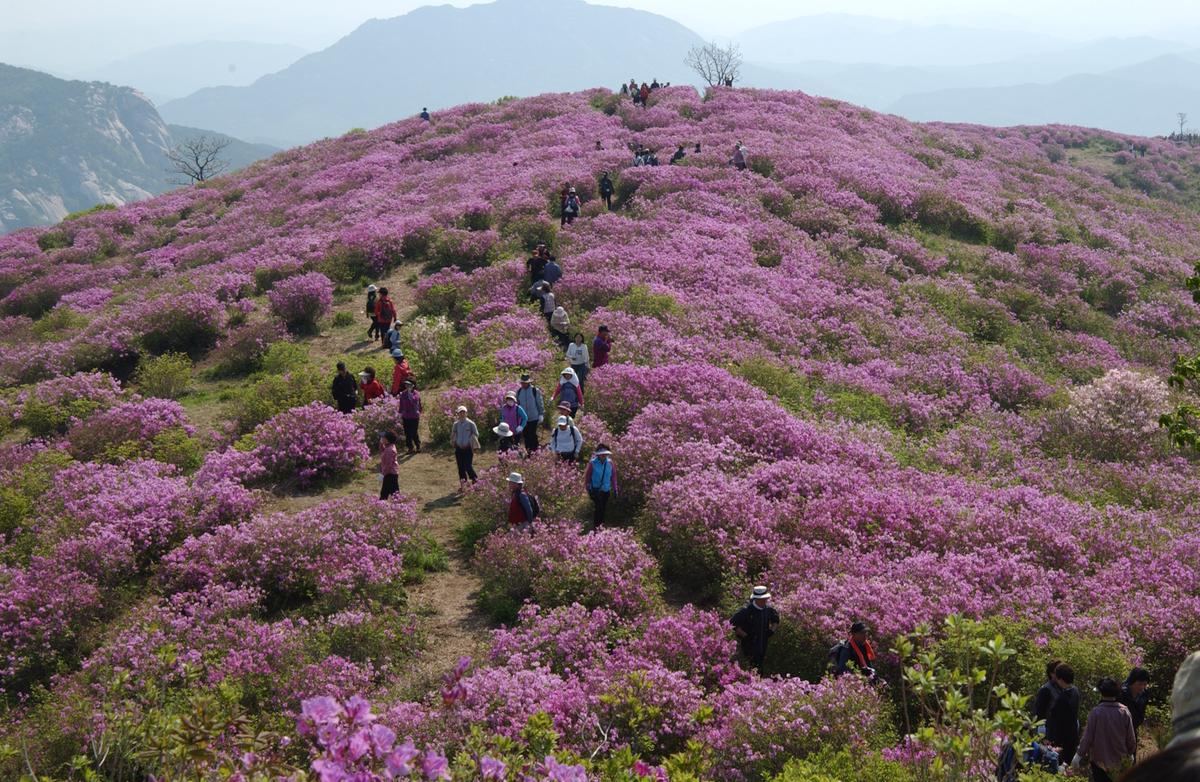 황매산철죽축제