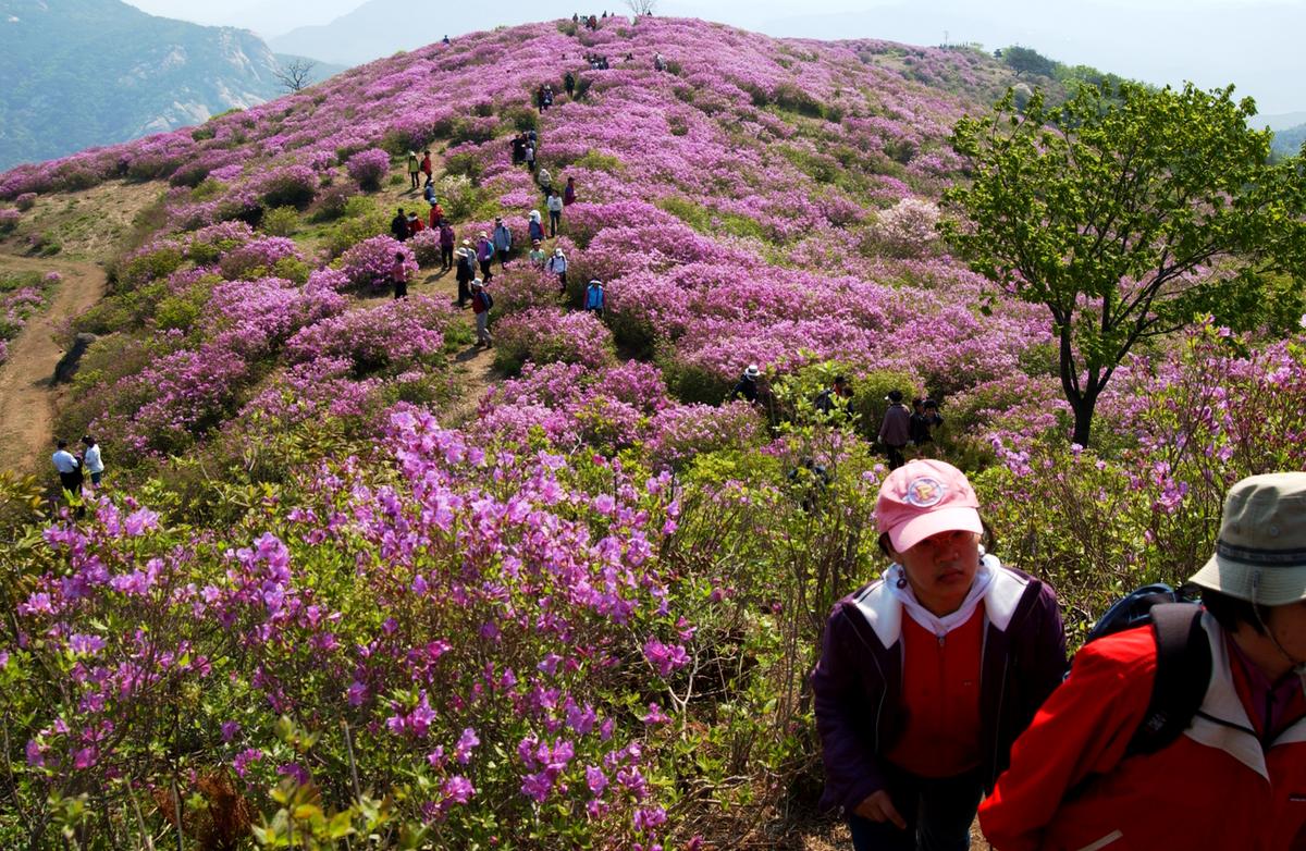 황매산철죽축제