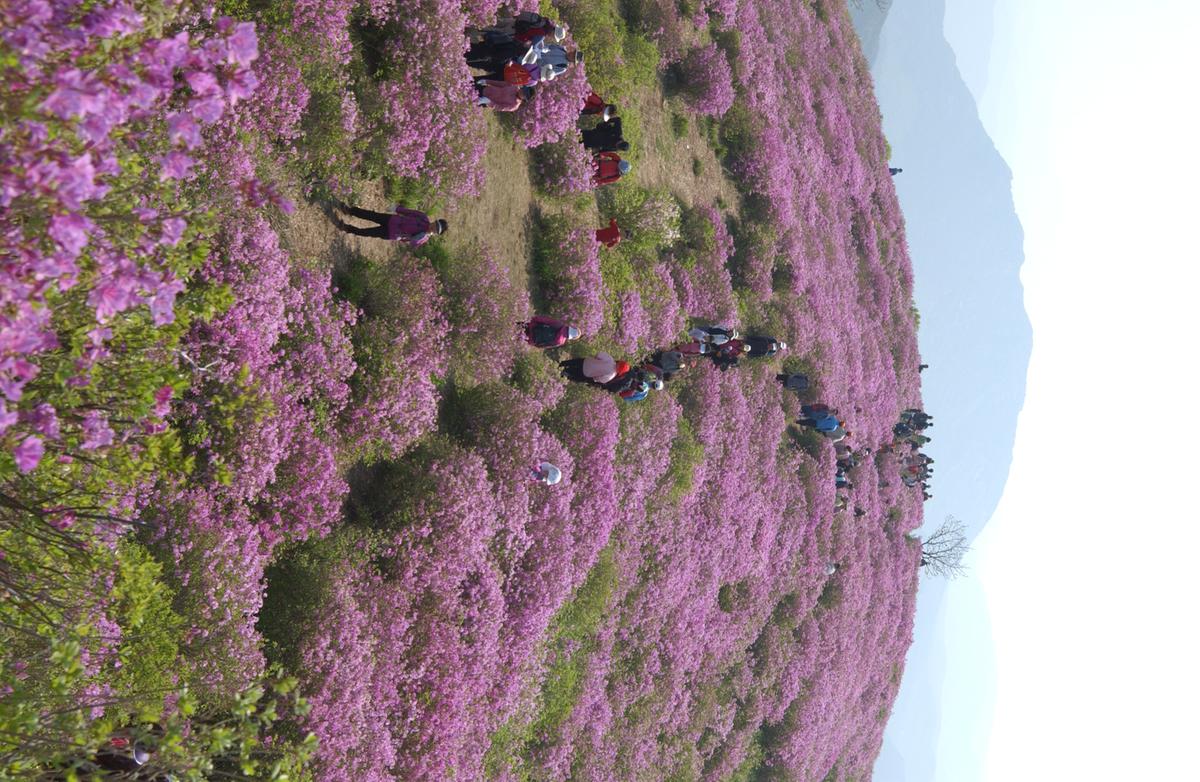 황매산철죽축제